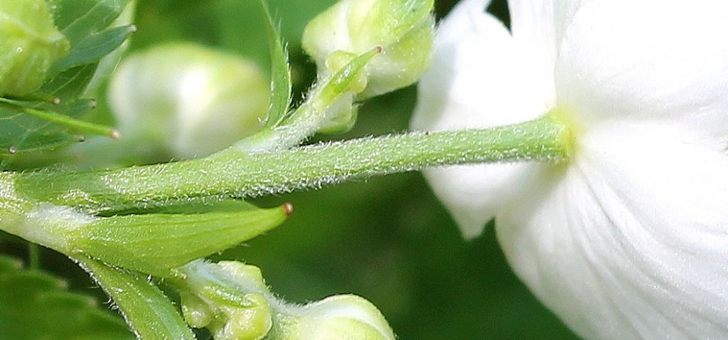 Ranunculus aconitifolius / Ranuncolo a foglie di aconito